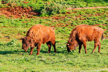 Fototapeta premium European bison (Bison bonasus), also known as wisent or the European wood bison. It is one of two extant species of bison, alongside the American bison