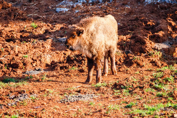 European bison (Bison bonasus), also known as wisent or the European wood bison. It is one of two extant species of bison, alongside the American bison