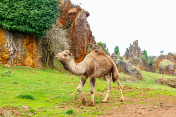 Camel, Dromedary (Camelus dromedarius)