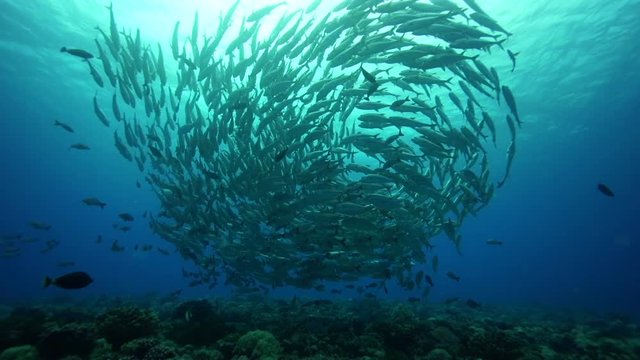 School of fish swarm over reef, POV