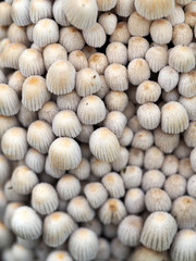 Toadstools mushrooms background, coprinus, coprinopsis, coprinellus