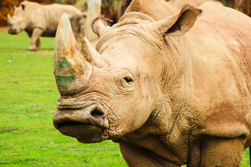 White rhinoceros or White Rhino, Ceratotherium simum, with big horn in Cabarceno Natural Park