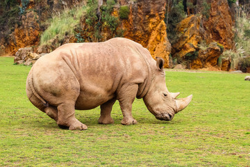 Fototapeta premium White rhinoceros or White Rhino, Ceratotherium simum, with big horn in Cabarceno Natural Park