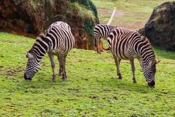 Grevy's zebra or Real (Equus grevyi). Common zebra (Equus quagga)