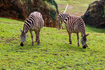 Grevy's zebra or Real (Equus grevyi). Common zebra (Equus quagga)