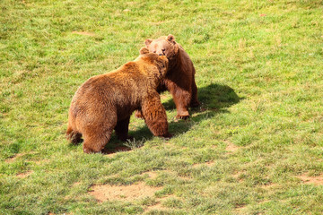 Bears fighting (Ursus arctos) in north Spain