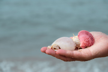 Many shells on woman's hands