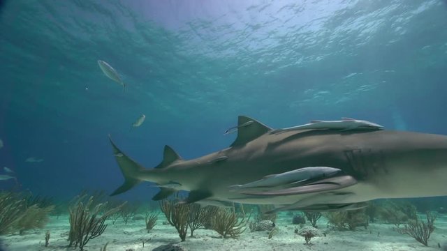 Bahamas, shark covered with remoras swims over seafloor