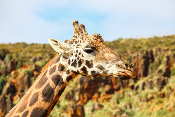 Giraffe (Giraffa camelopardalis) head and face