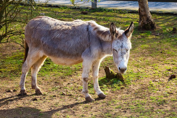 Fototapeta premium Donkey grazing in a field