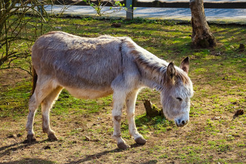 Donkey grazing in a field