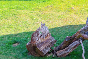 Eurasian lynx (Lynx lynx)