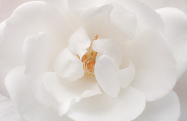 Fototapeta na wymiar Rosa blanca, detalle