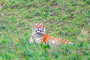 Asian- or bengal tiger in Cabarceno National Park