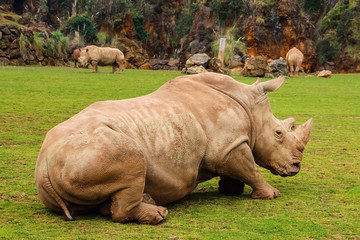 Obraz premium White rhinoceros or White Rhino, Ceratotherium simum, with big horn in Cabarceno Natural Park
