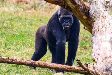 Gorilla in Cabarceno National Park