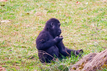 Gorilla in Cabarceno National Park