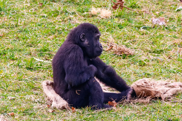 Gorilla in Cabarceno National Park