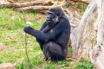Gorilla in Cabarceno National Park