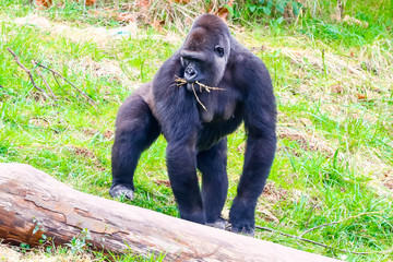 Naklejka premium Gorilla in Cabarceno National Park