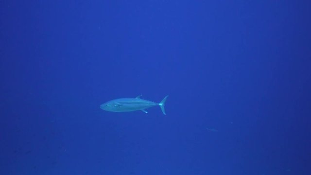 Lone fish in open ocean, French Polynesia