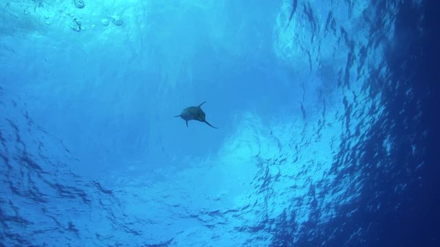 Dolphin in French Polynesia swims to surface