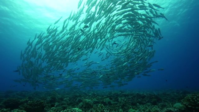 School of fish swarm above reef, French Polynesia
