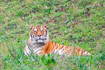 Asian- or bengal tiger in Cabarceno National Park