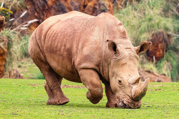 Fototapeta premium White rhinoceros or White Rhino, Ceratotherium simum, with big horn in Cabarceno Natural Park