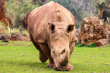 White rhinoceros or White Rhino, Ceratotherium simum, with big horn in Cabarceno Natural Park