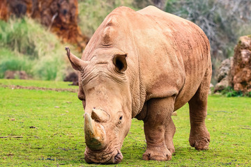 Fototapeta premium White rhinoceros or White Rhino, Ceratotherium simum, with big horn in Cabarceno Natural Park
