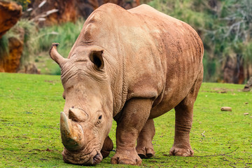 Fototapeta premium White rhinoceros or White Rhino, Ceratotherium simum, with big horn in Cabarceno Natural Park