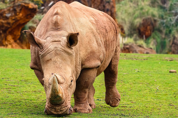 Fototapeta premium White rhinoceros or White Rhino, Ceratotherium simum, with big horn in Cabarceno Natural Park