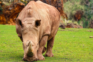 Fototapeta premium White rhinoceros or White Rhino, Ceratotherium simum, with big horn in Cabarceno Natural Park