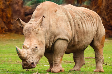 Fototapeta premium White rhinoceros or White Rhino, Ceratotherium simum, with big horn in Cabarceno Natural Park