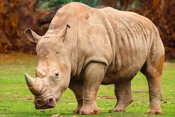Foto op Plexiglas White rhinoceros or White Rhino, Ceratotherium simum, with big horn in Cabarceno Natural Park © Alfredo