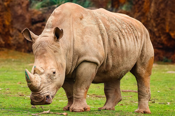 Fototapeta premium White rhinoceros or White Rhino, Ceratotherium simum, with big horn in Cabarceno Natural Park