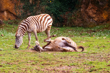 Obraz na płótnie Canvas Grevy's zebra or Real (Equus grevyi). Common zebra (Equus quagga)