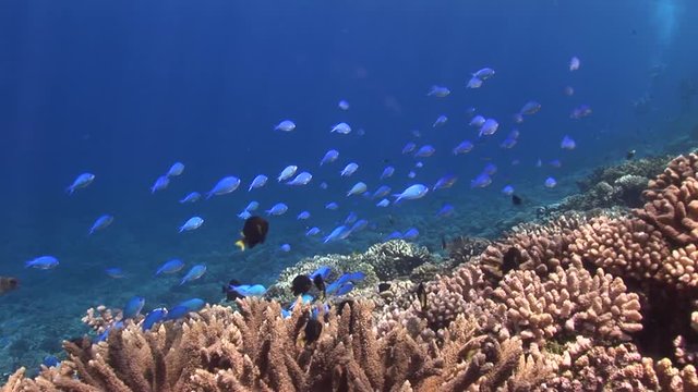 POV, blue damselfish school over reef