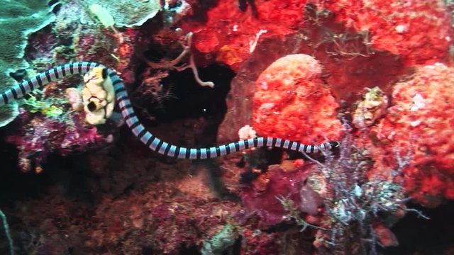 Sea snake swims over tropical reef, POV