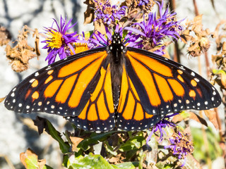 Monarch Butterfly