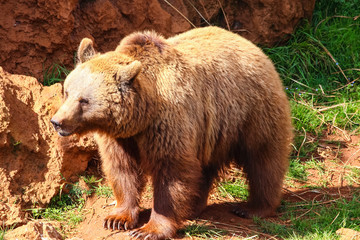 Obraz premium Bear (Ursus arctos) in north Spain