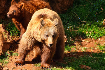 Obraz premium Mother Bear and cubs (Ursus arctos) in north Spain