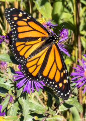 Monarch Butterfly