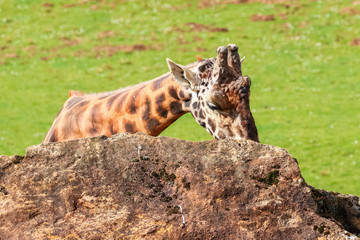 Giraffe (Giraffa camelopardalis) sucks the rock to obtain vitamins and minerals