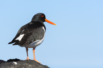 Oystercatcher looks out over Midfjordur fjord in North Iceland