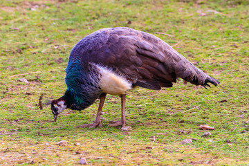Peacock feeding in a meadow