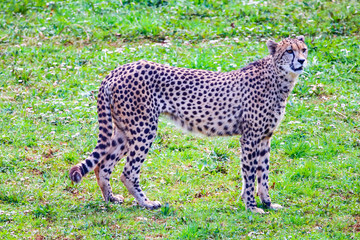 African Cheetah (Acinonyx jubatus) in the grass