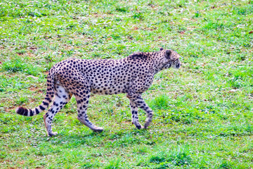African Cheetah (Acinonyx jubatus) in the grass