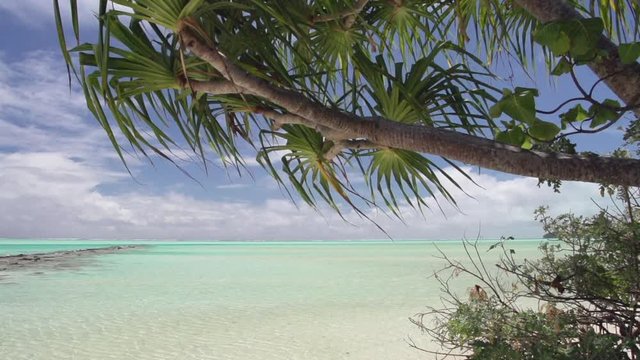 Wind blows palm trees on scenic beach, Polynesia